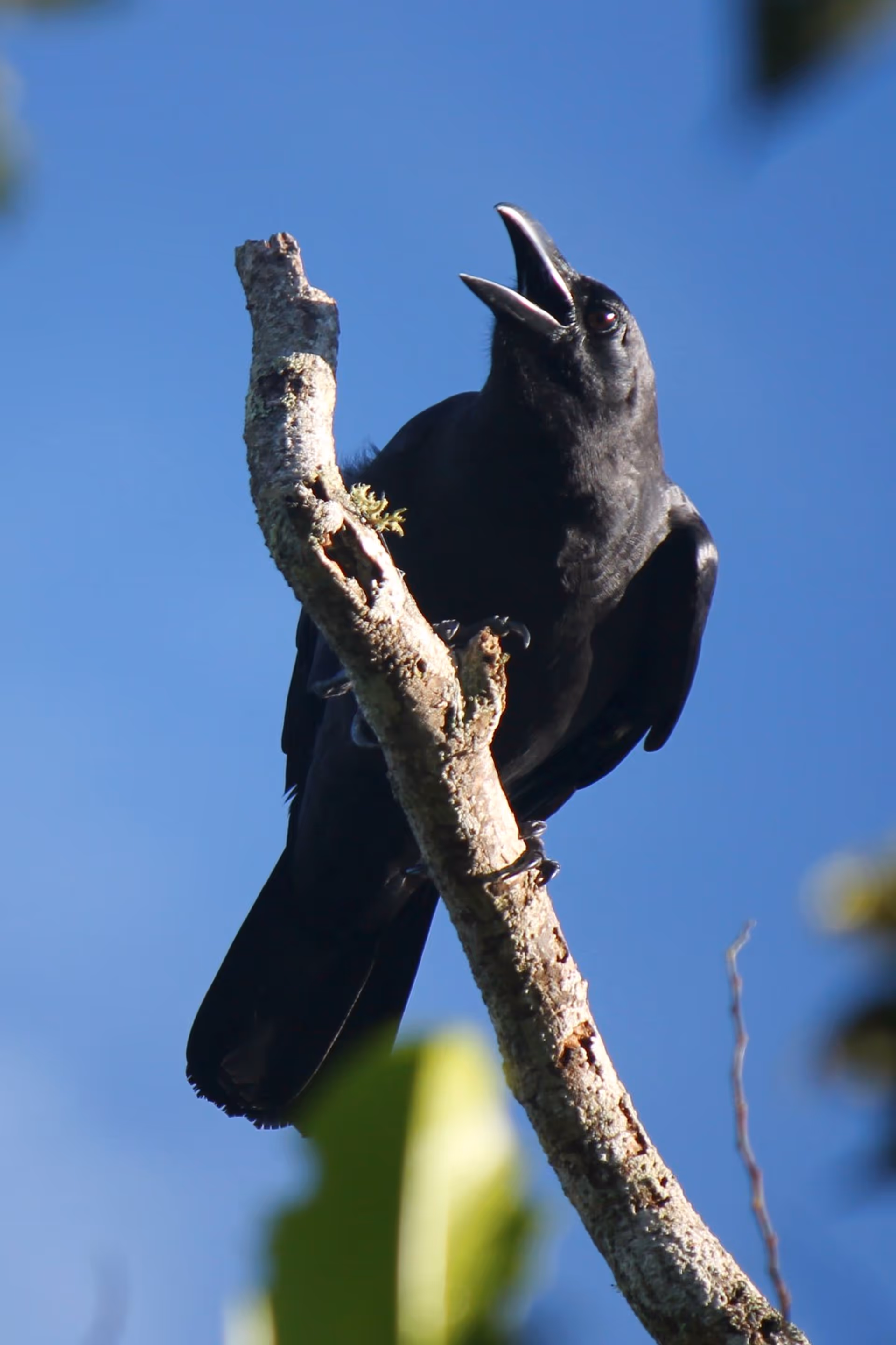 Sunda Crow