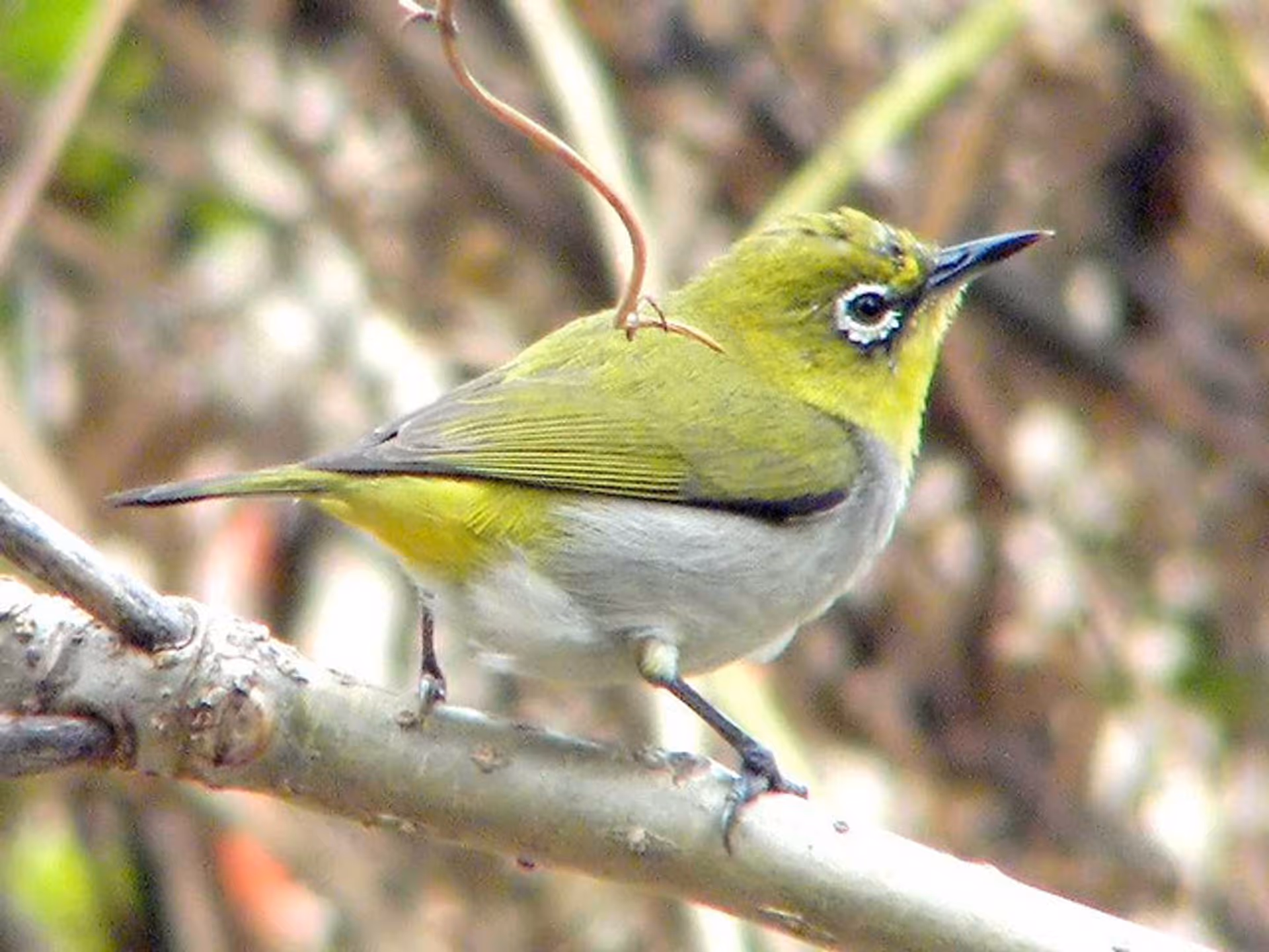 Swinhoe's White-eye