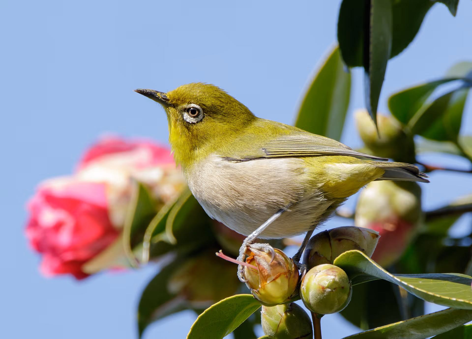 Warbling White-eye