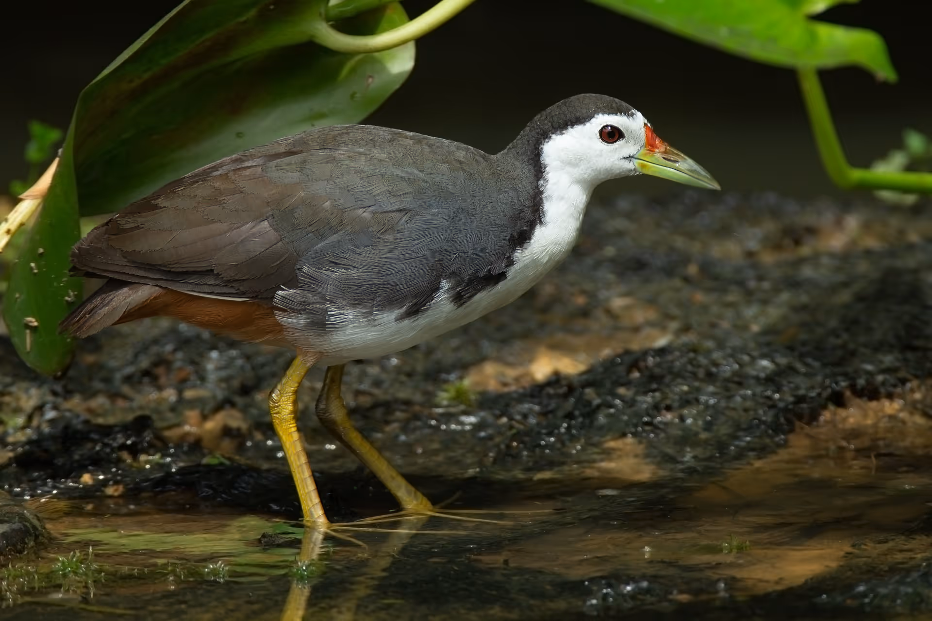 White-breasted Waterhen