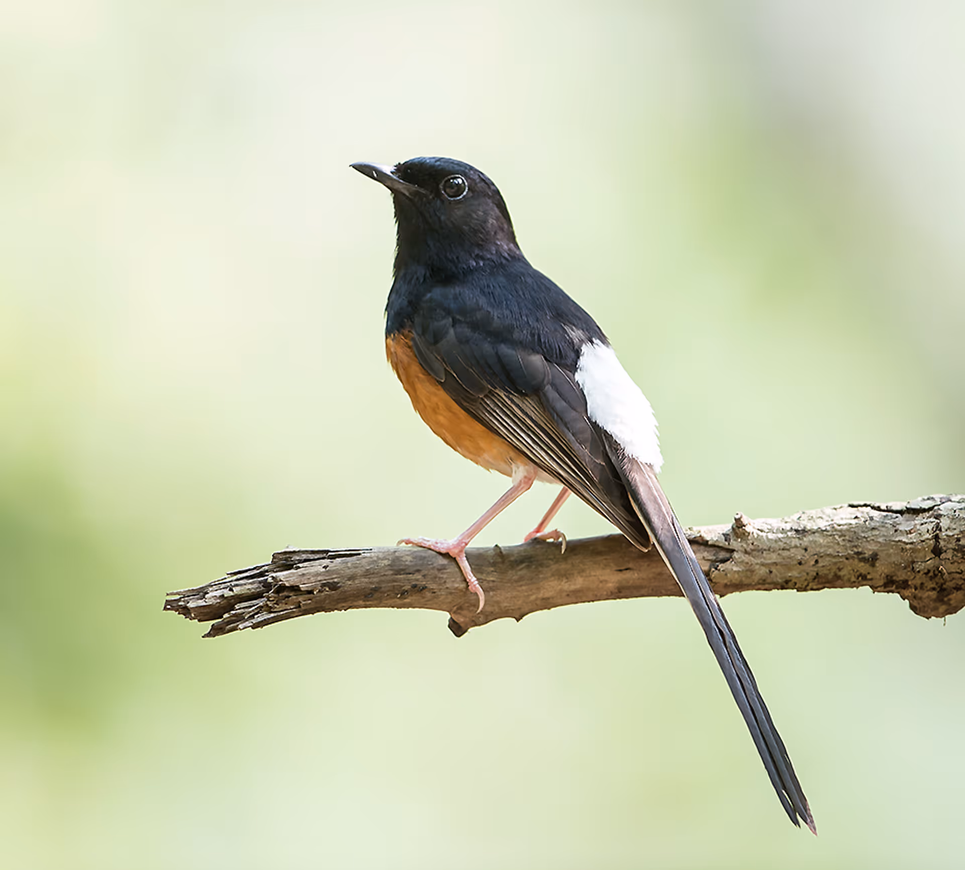 White-rumped Shama