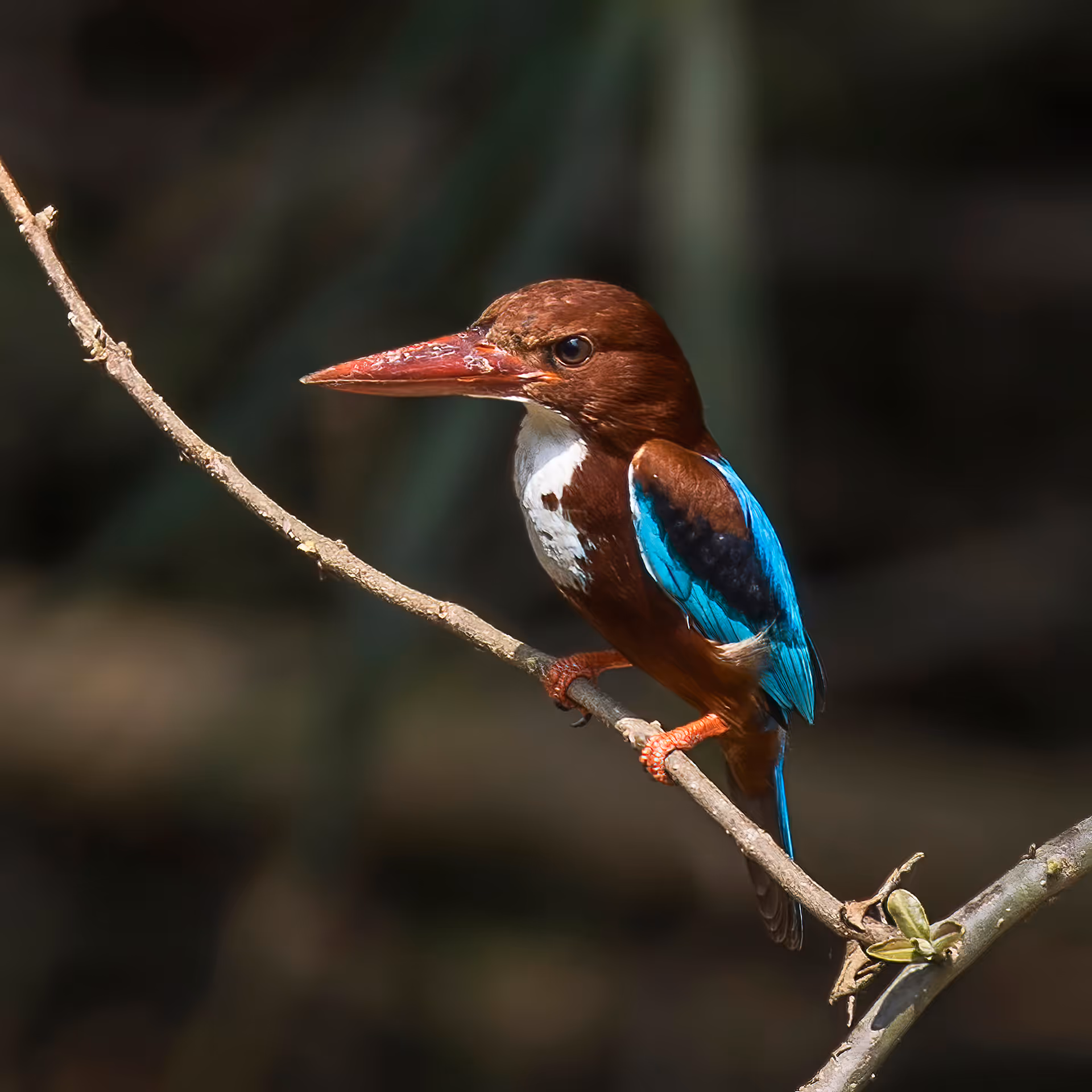 White-throated Kingfisher