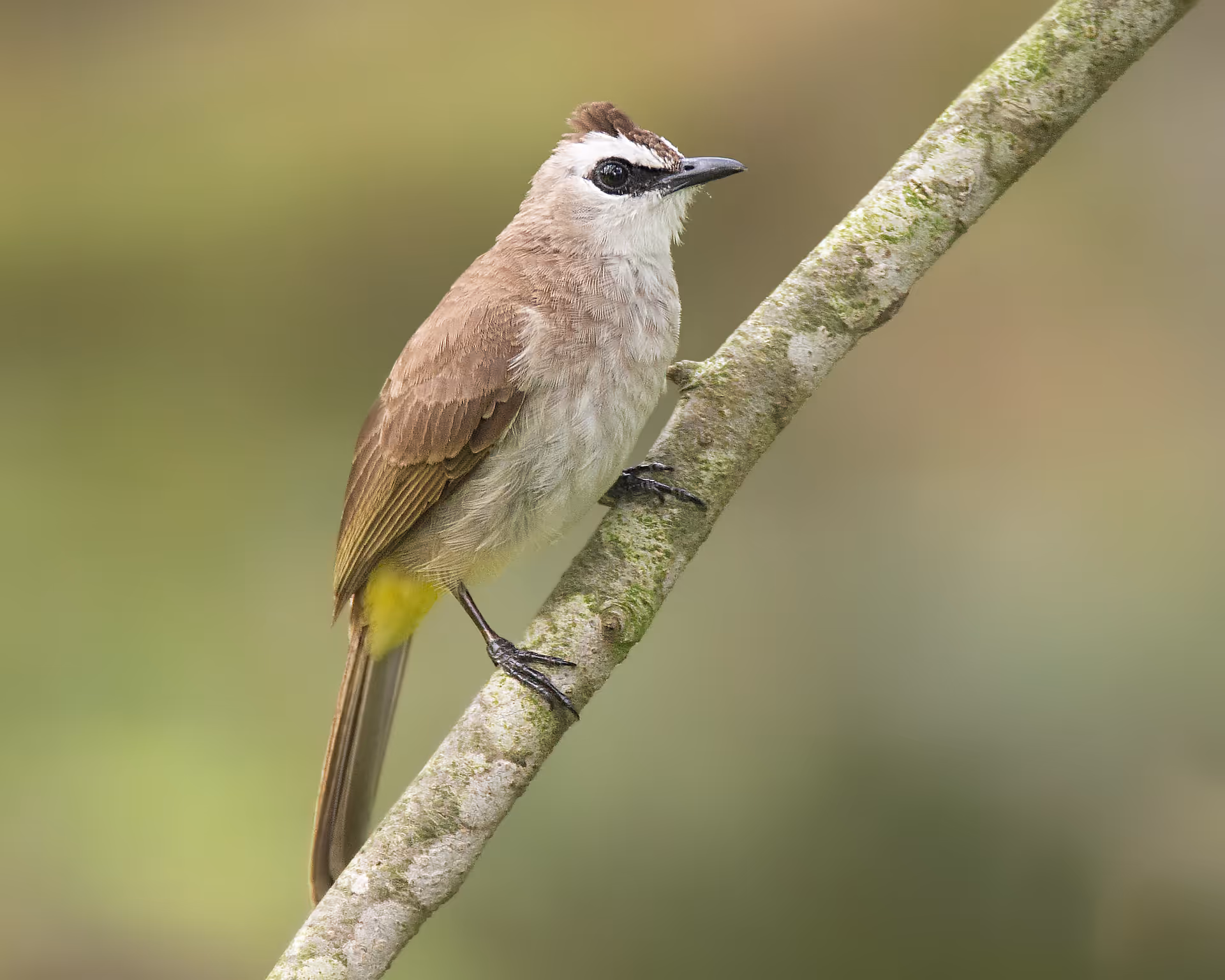 Yellow-vented Bulbul