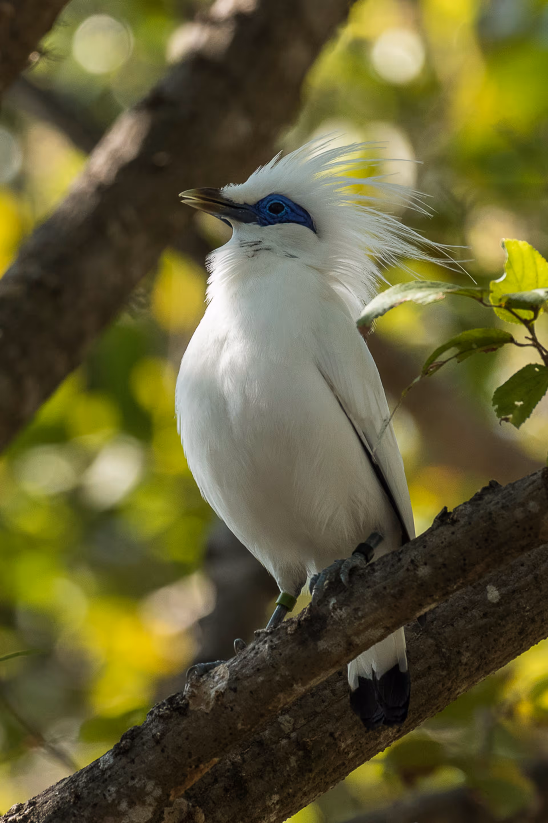 Bali Starling conservation