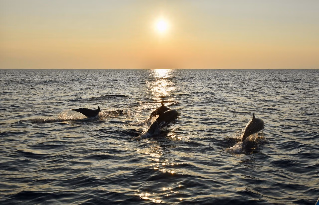 Dolphin tour sunrise cruise in Pemuteran
