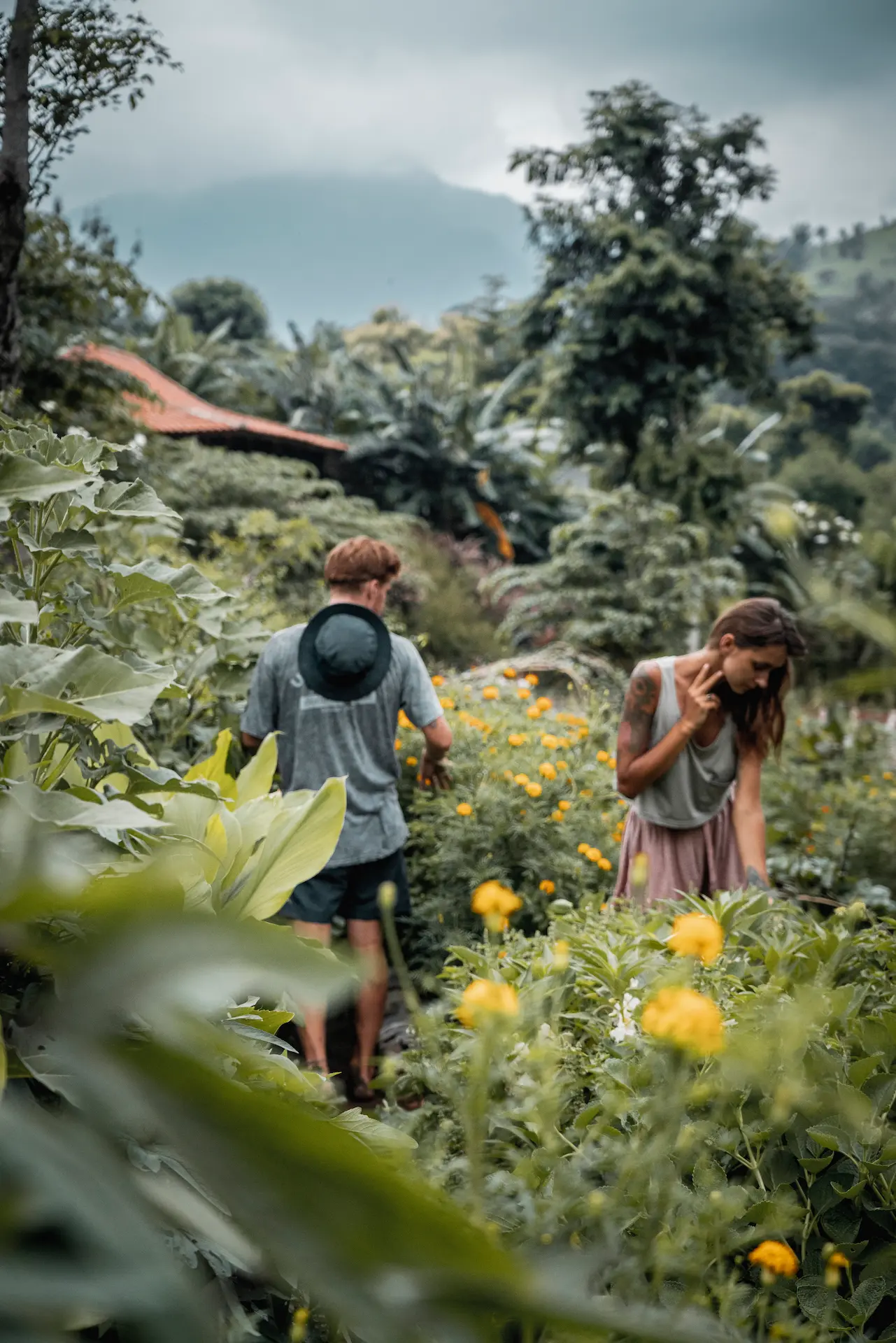 Organic farm at Sumberkima Hill with fresh vegetables