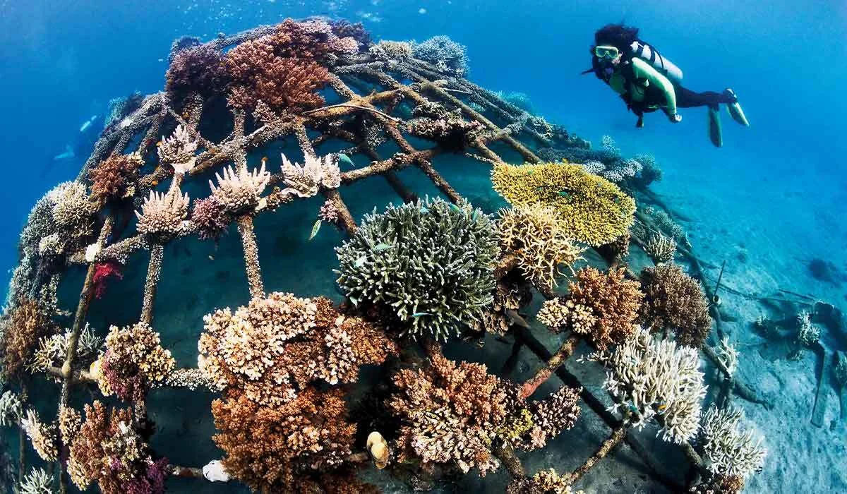 Diver approaching biorock dome with thriving coral growth