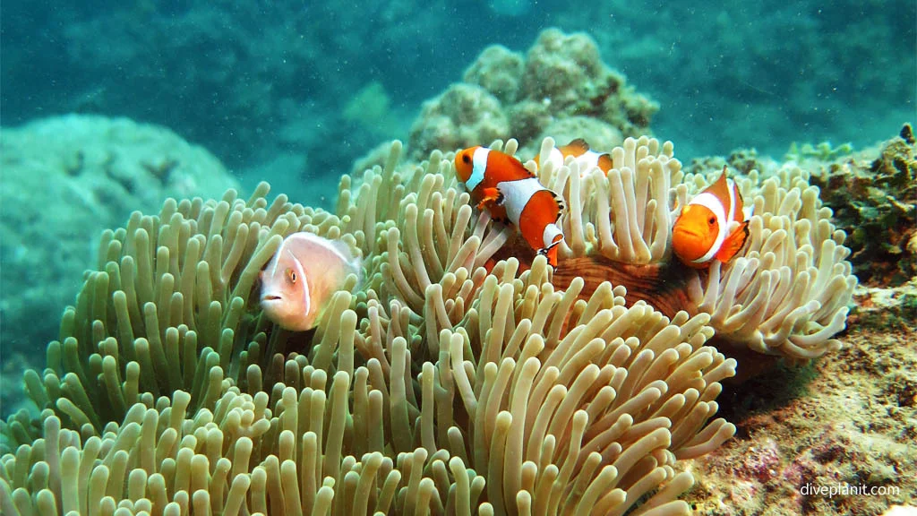 Colorful clownfish nestled in a sea anemone in Pemuteran waters