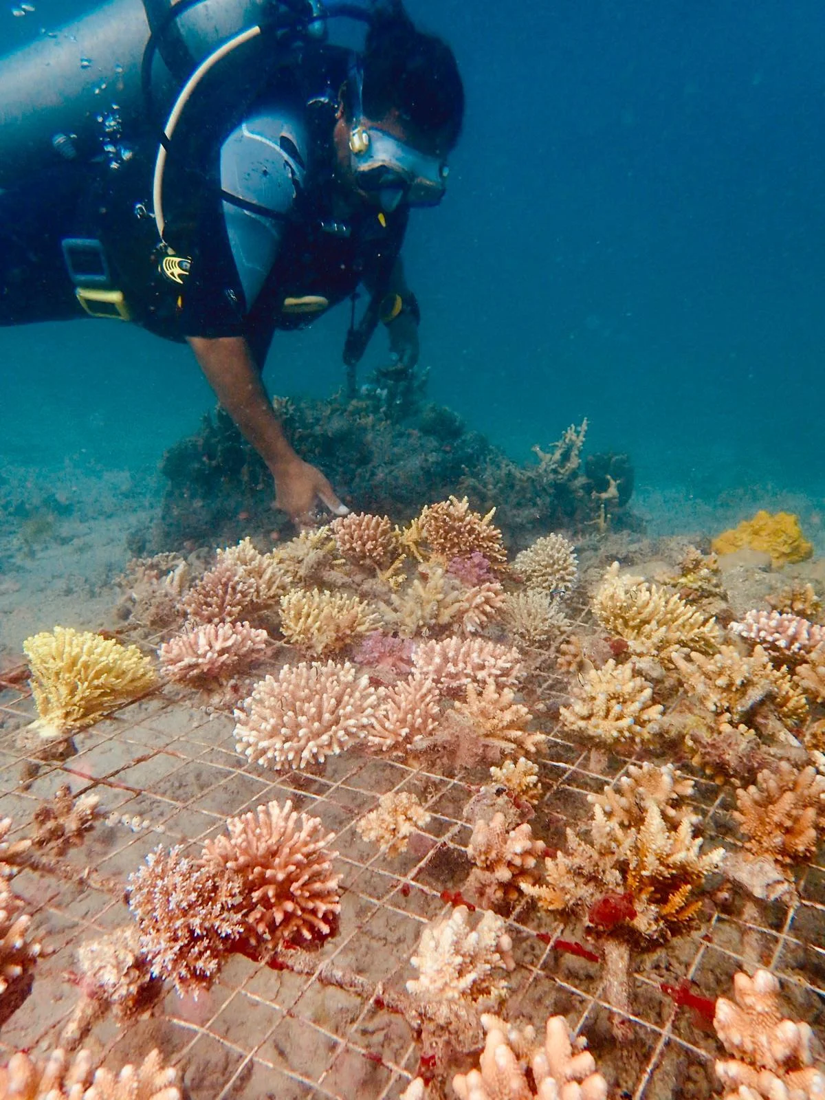 Complex coral reef ecosystem with diverse marine life