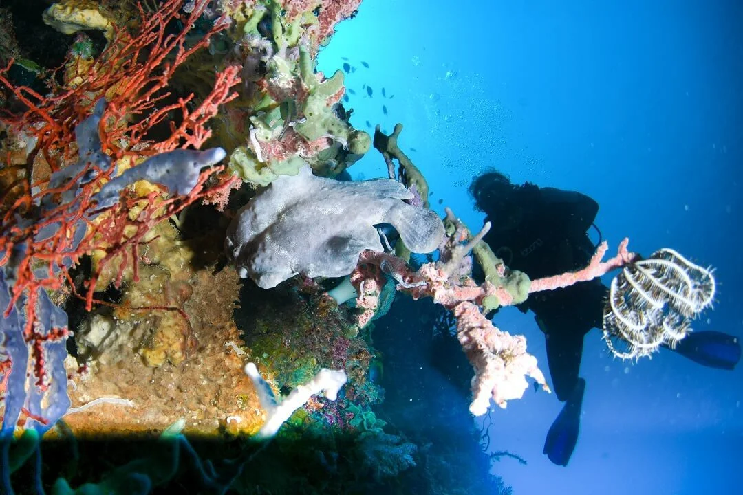 Frogfish using camouflage and mimicry in coral environment