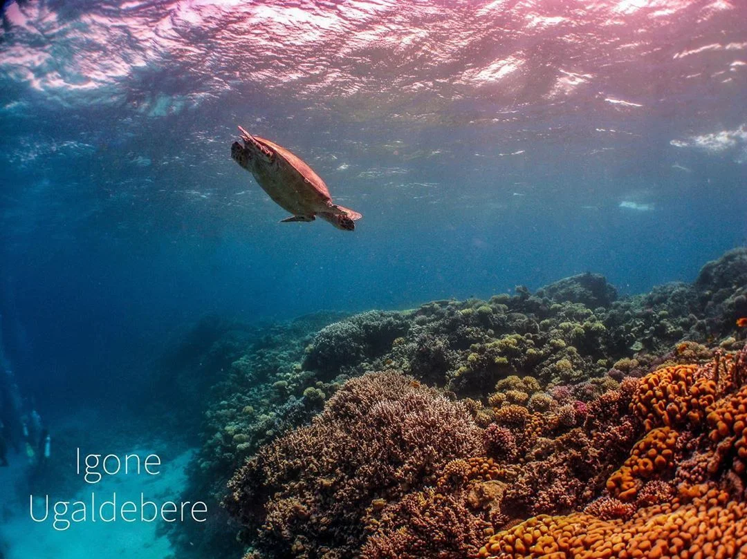 Vibrant tropical fish species swimming in coral reef habitat