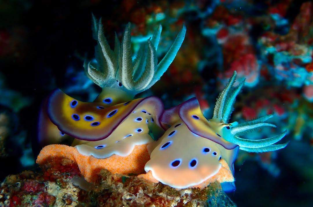 Sumberkima Hill luxury resort