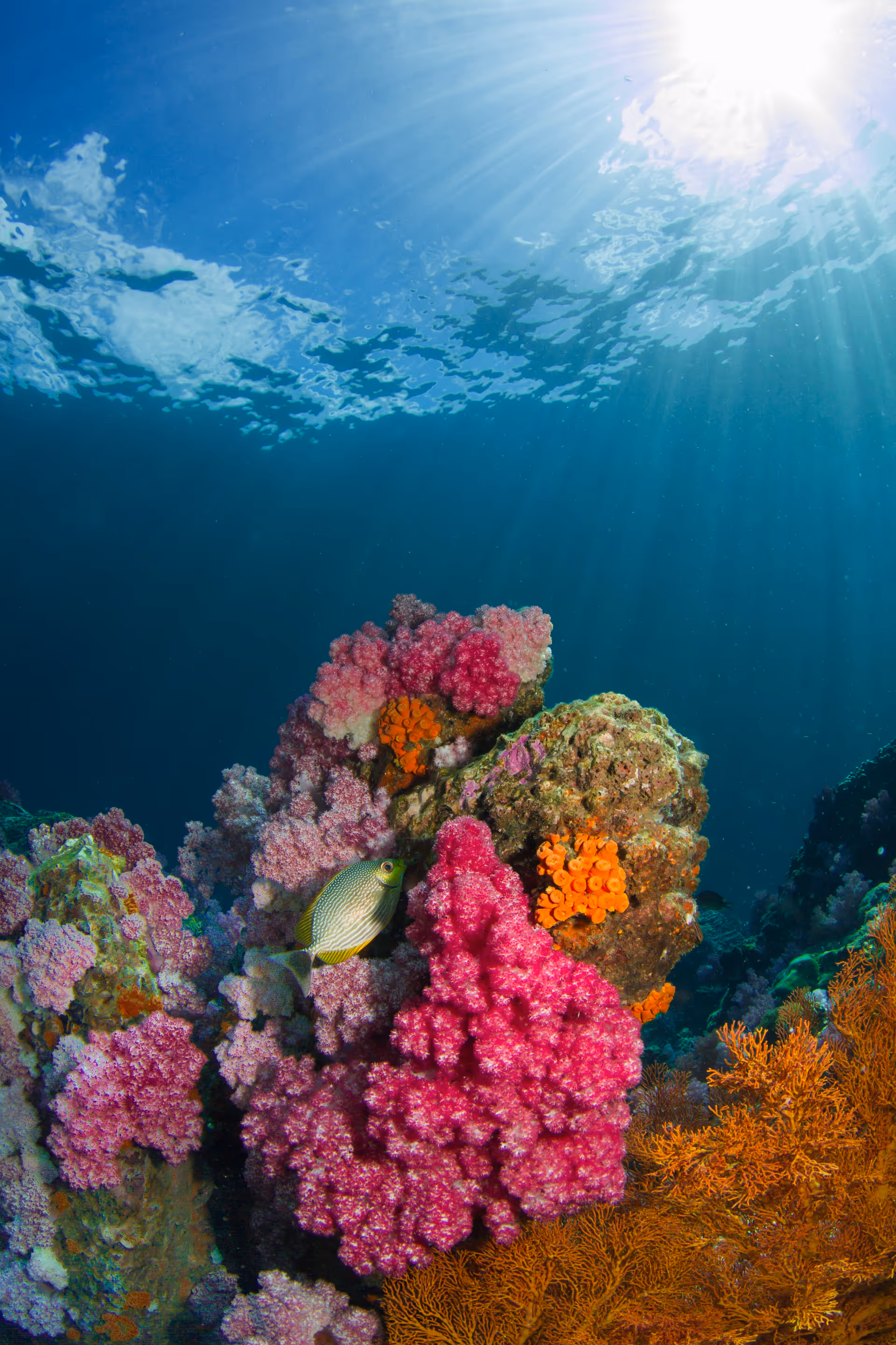 Vibrant coral reefs with tropical marine life