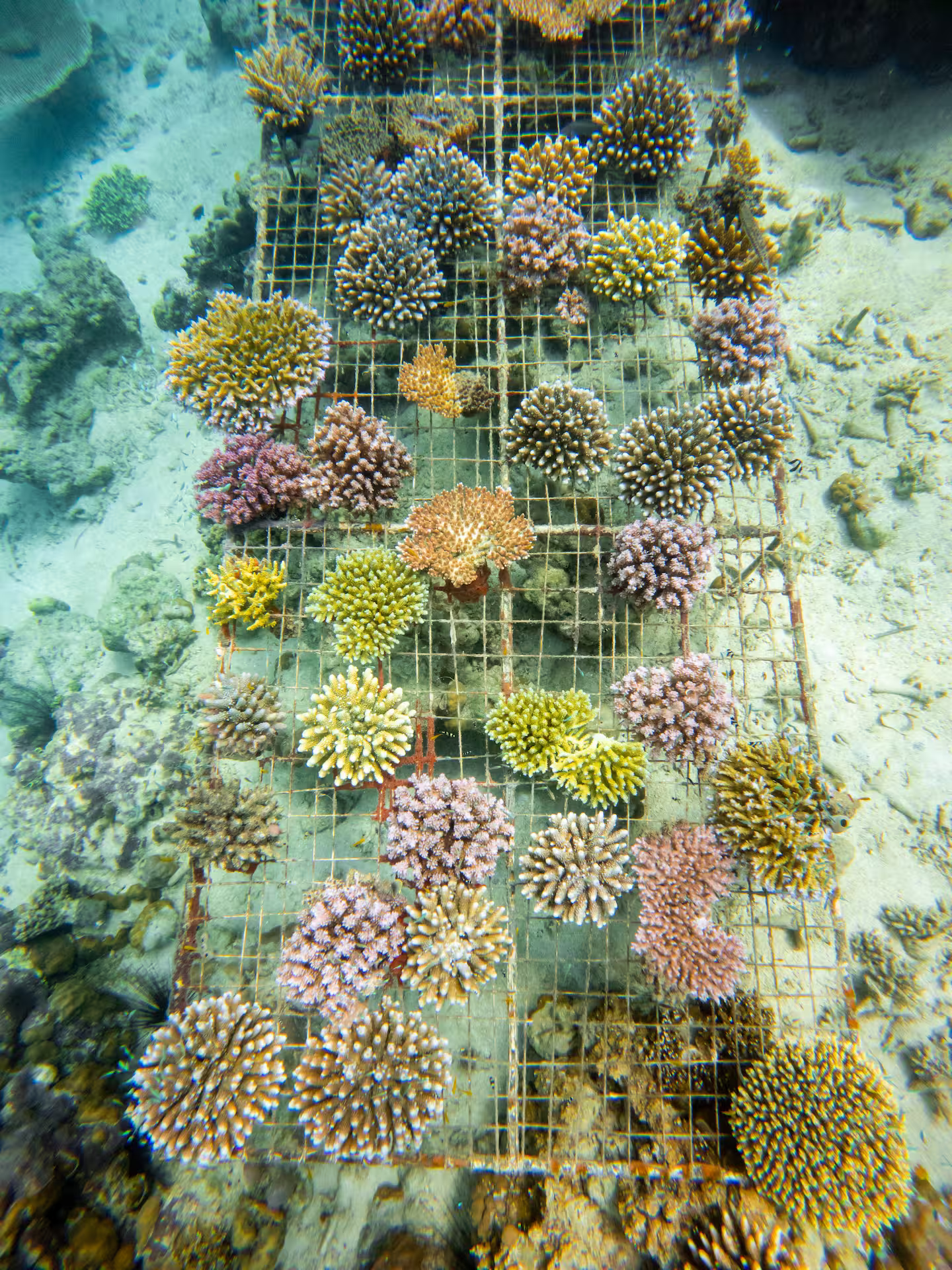 Marine conservation and coral planting experience