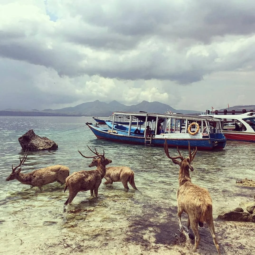 Menjangan Island diving experience with rich marine life and underwater biodiversity
