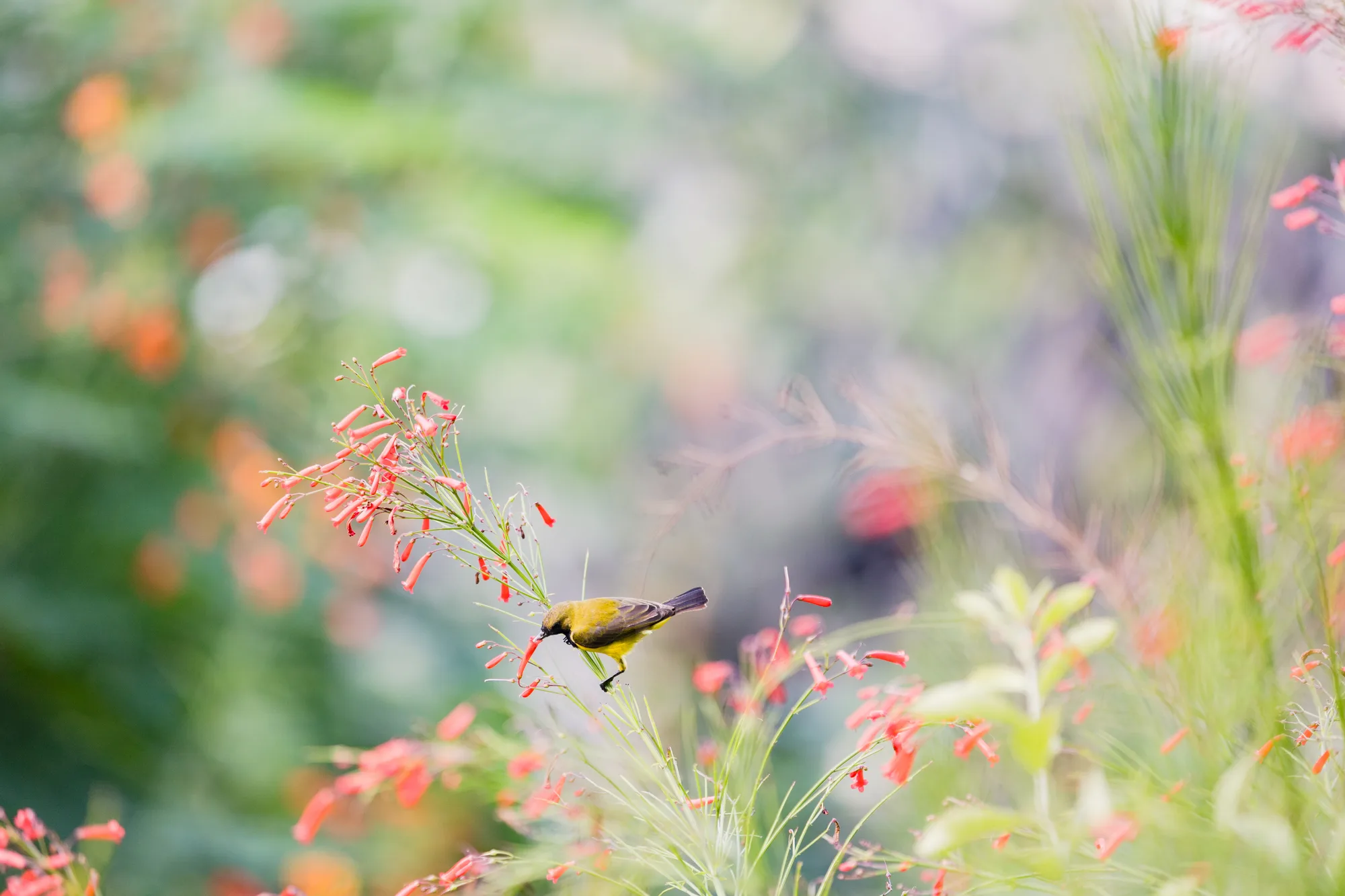 Nature & Views - r62 1813