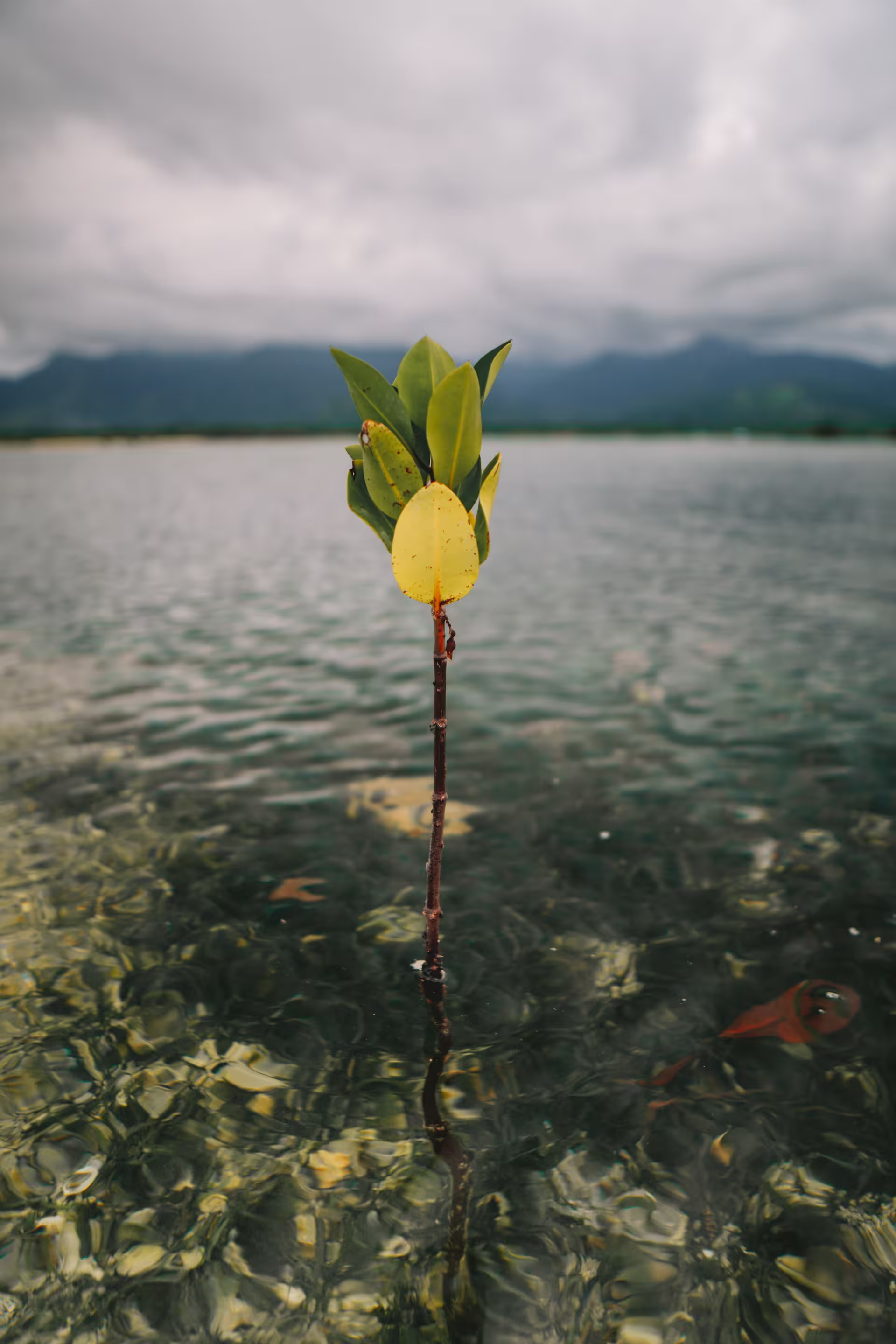 Mangrove seedlings for coastal restoration