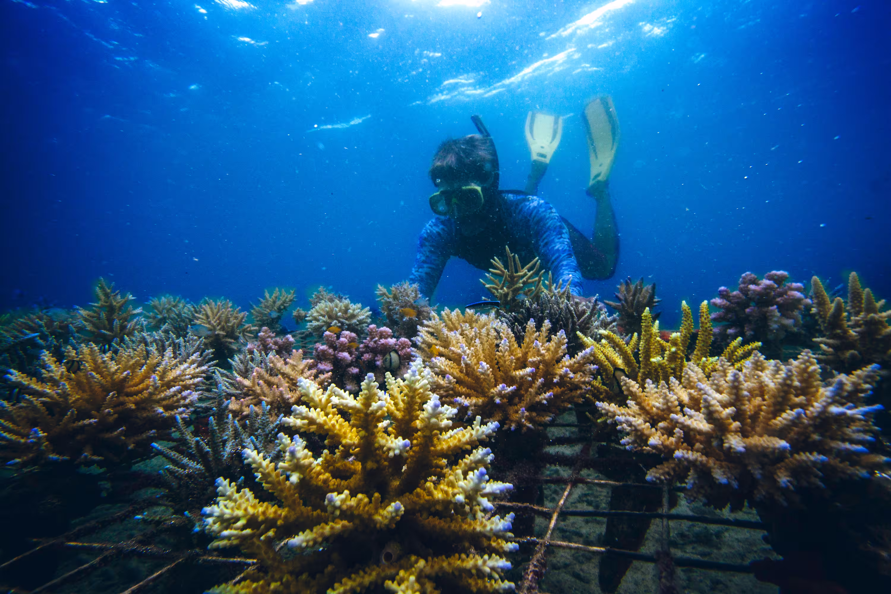 Plant coral on underwater wish trees