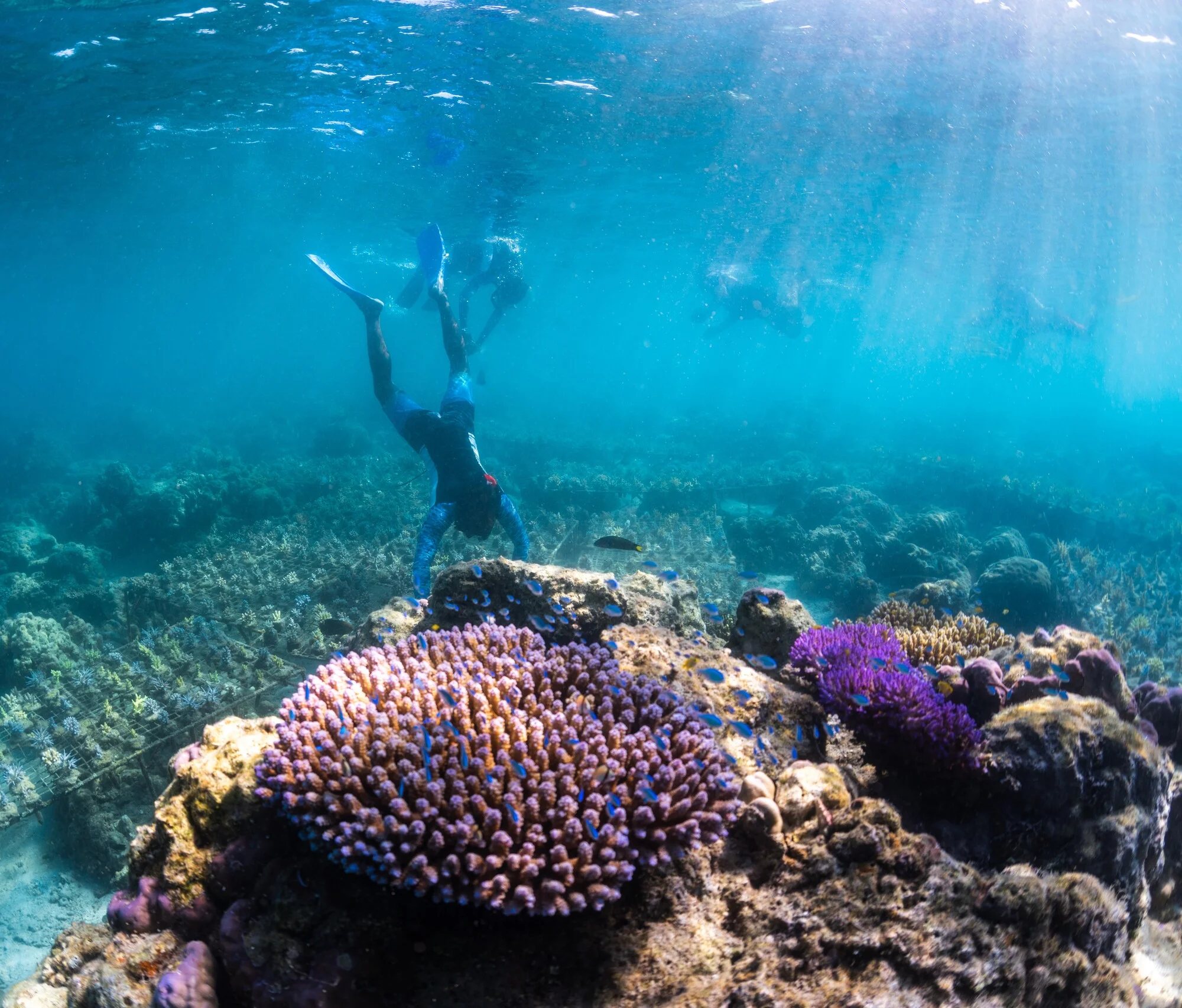 Coral restoration project in Sumberkima Bay