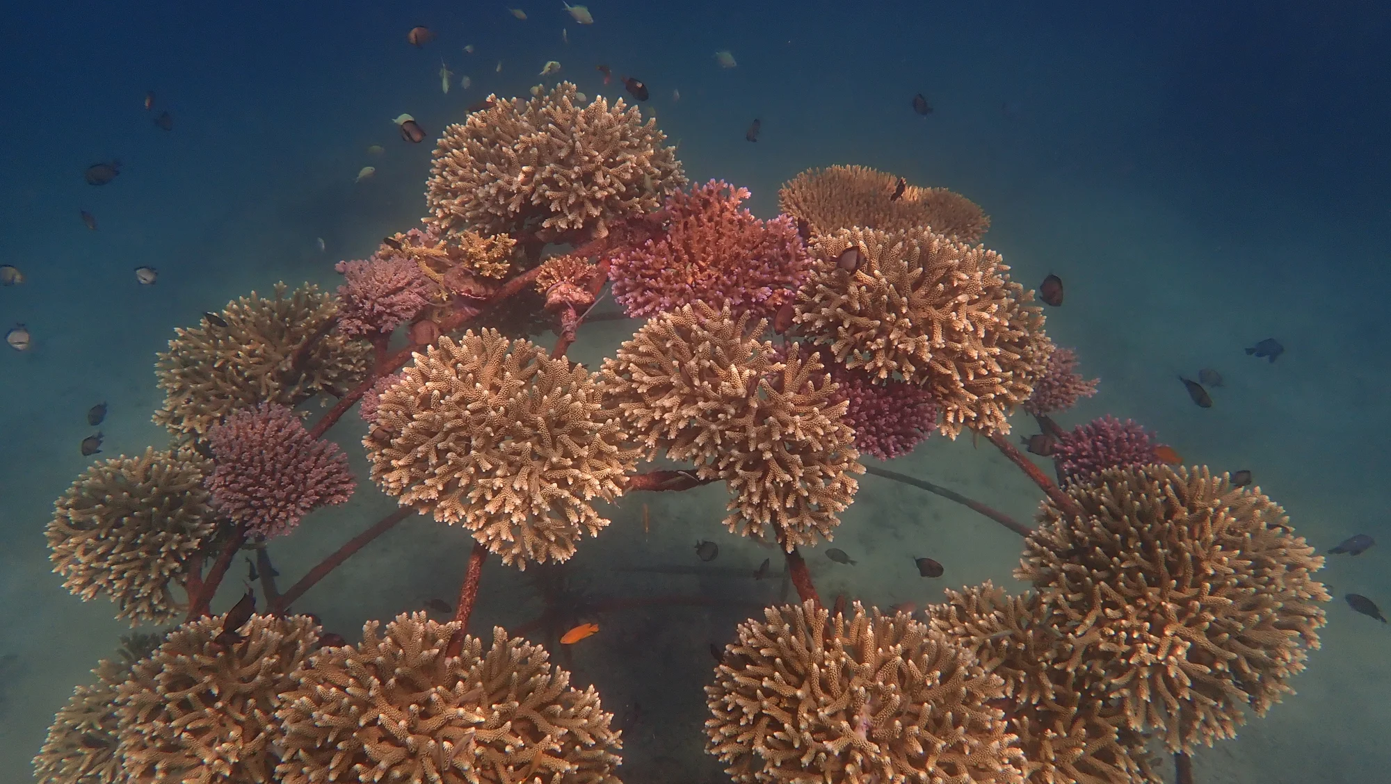 Reef restoration efforts in Sumberkima Bay