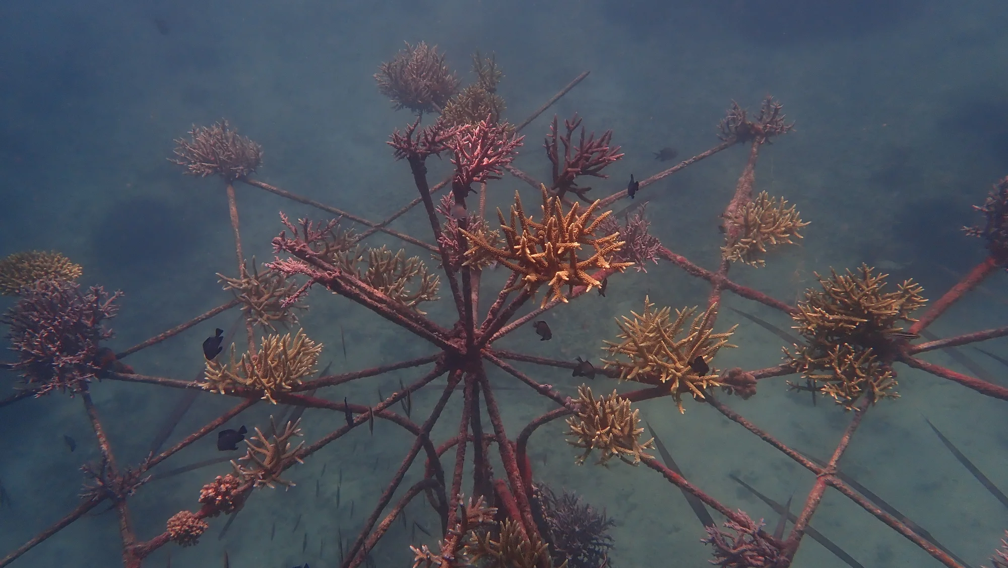 Underwater art gallery with restored coral reefs