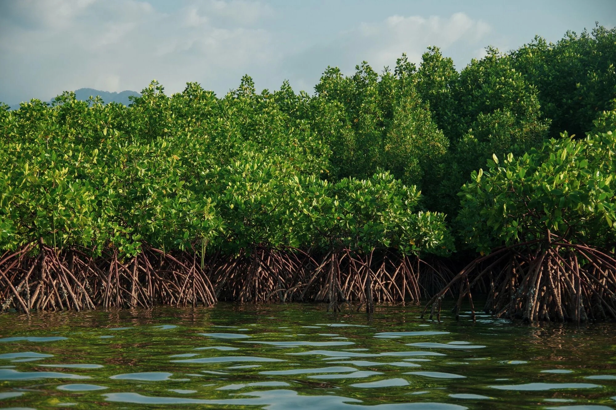 Beautiful underwater scenes in Sumberkima Bay