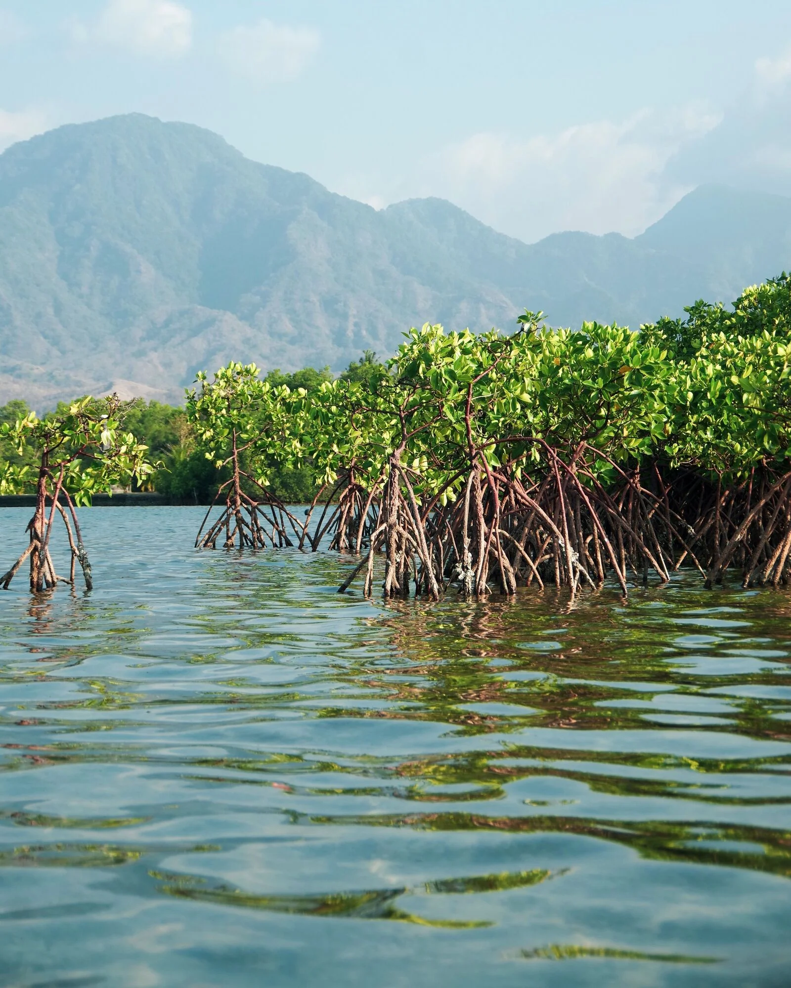 Marine life in crystal clear waters