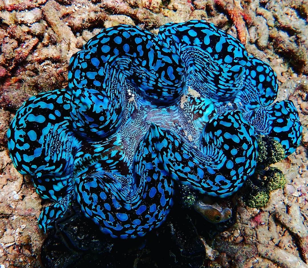 Underwater photography showcasing bay biodiversity