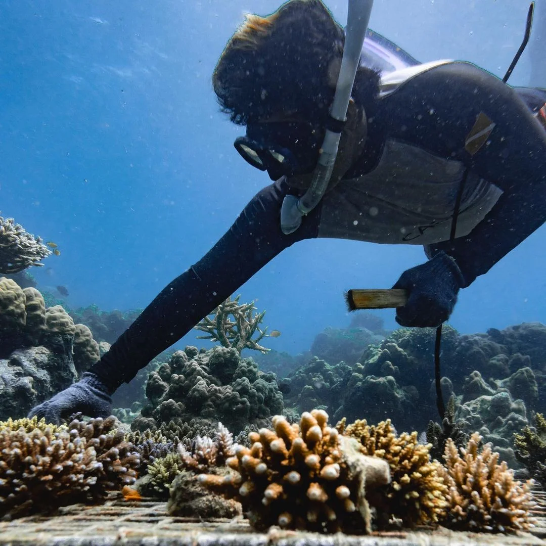 Tropical fish and coral formations