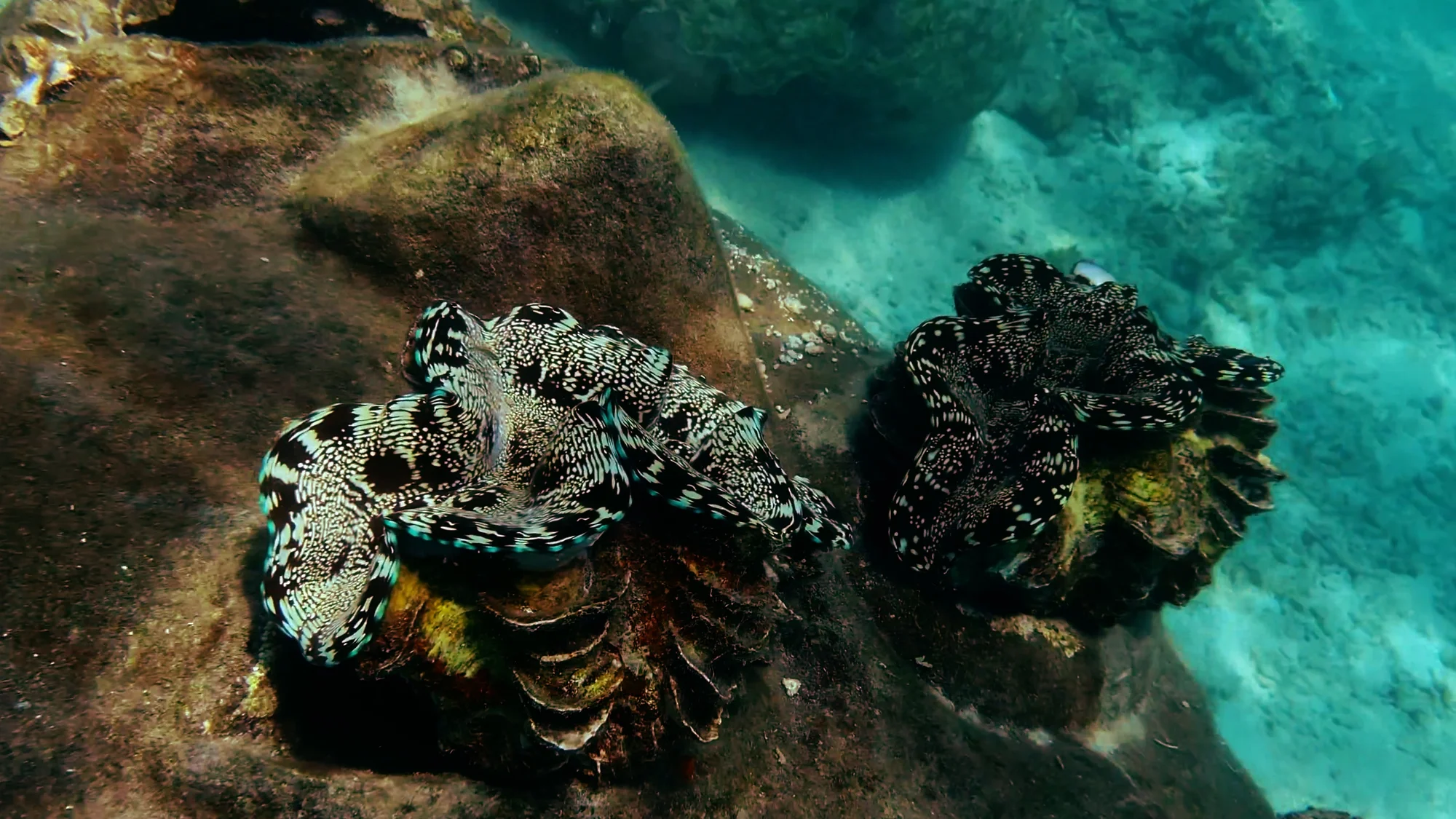 Community Engagement Activity 05 - Metamorfosa marine conservation project