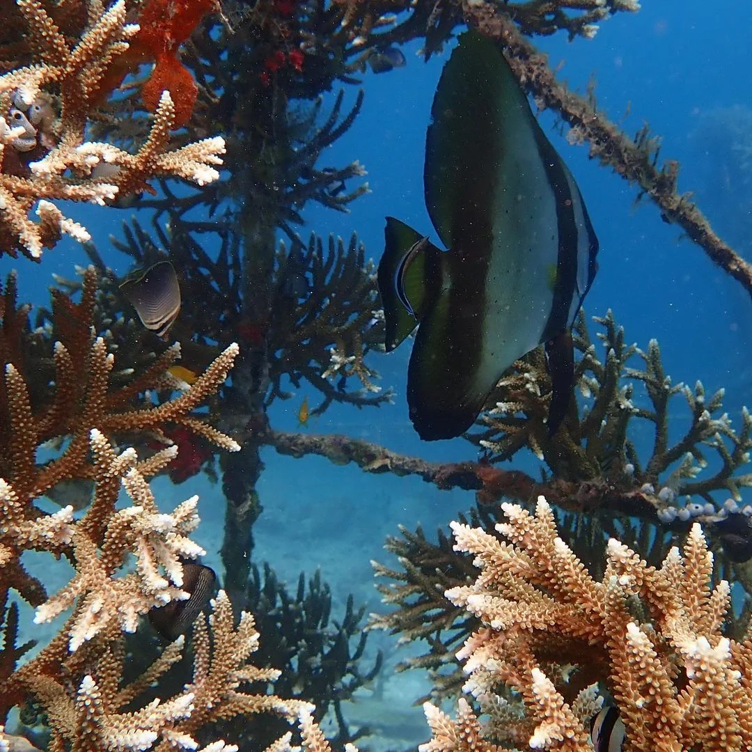 Conservation Education Program 01 - Metamorfosa marine conservation project