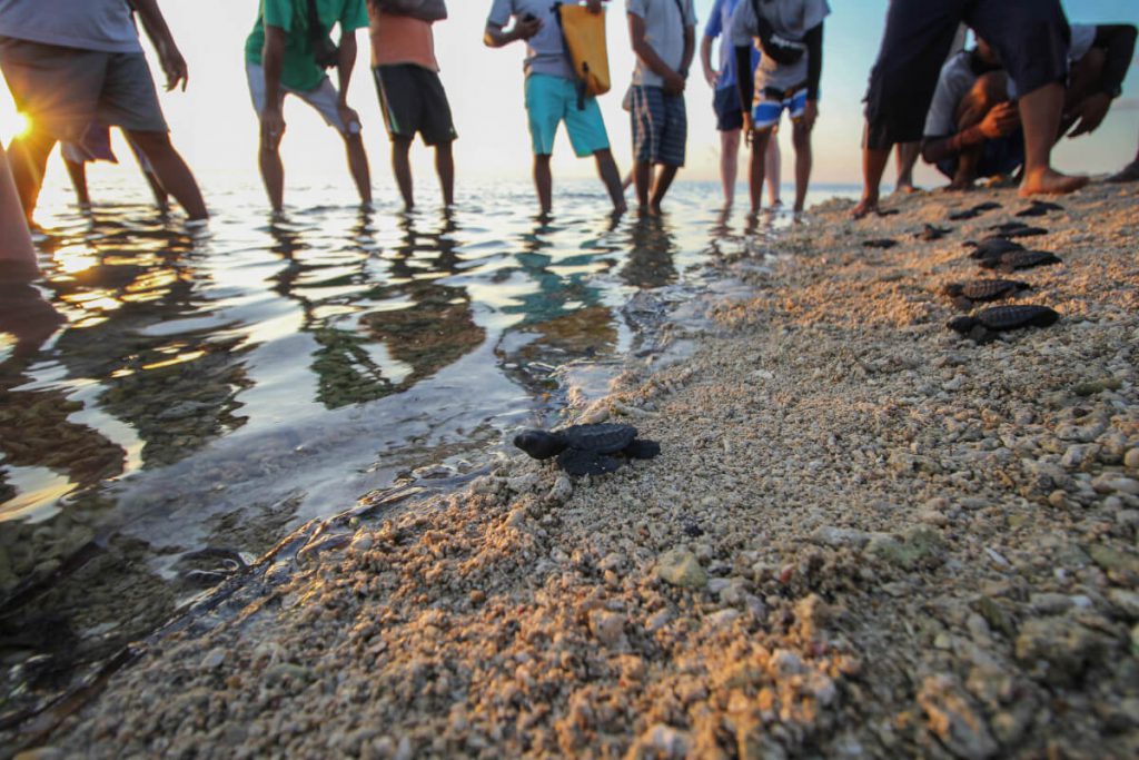 Turtle hatchery and release program