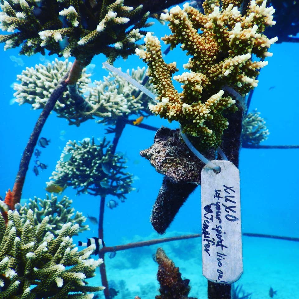 Coral planting and sponsorship program for reef restoration