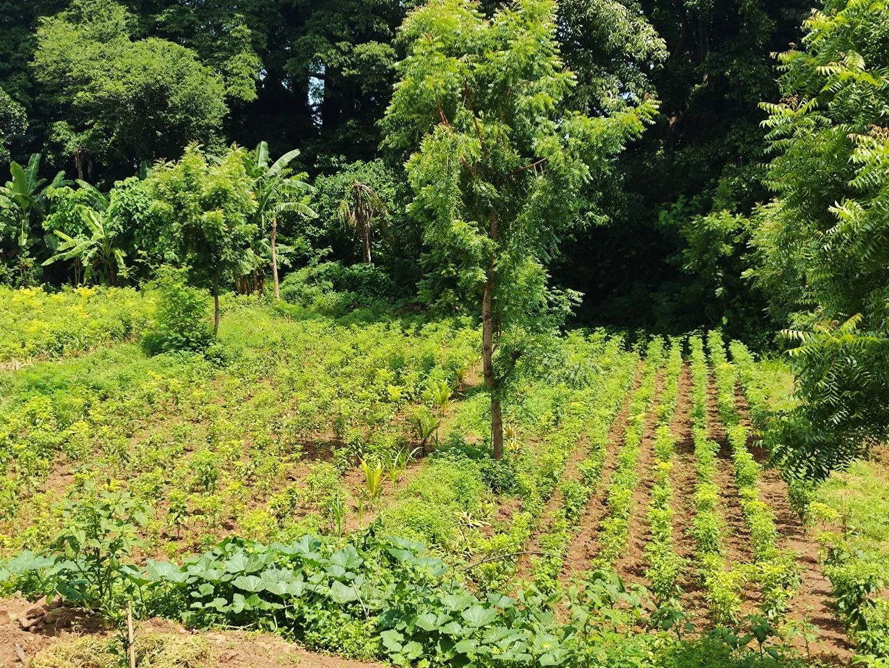 Organic farming and sustainable agriculture at Sumberkima Hill