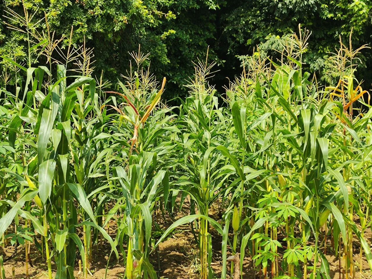 Organic farming and sustainable agriculture at Sumberkima Hill