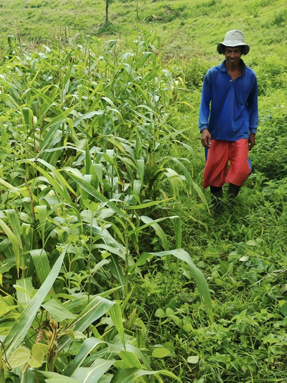 Organic farming and sustainable agriculture at Sumberkima Hill