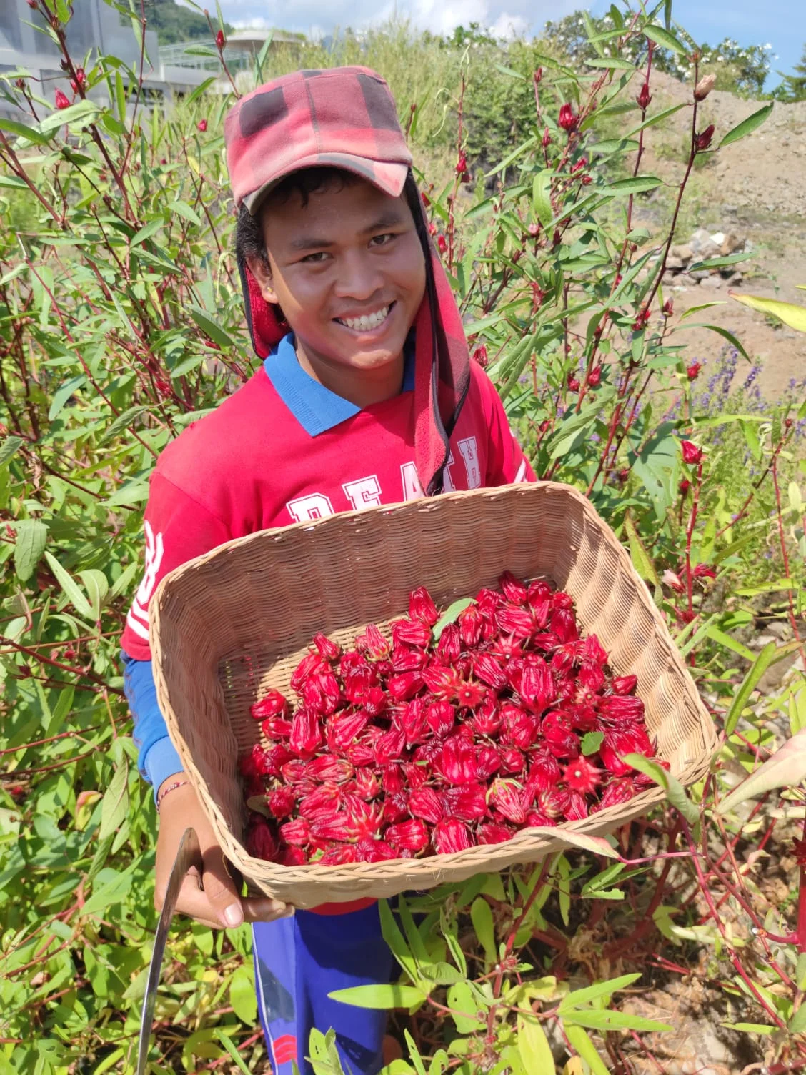 Biodiversity and companion planting in organic gardens