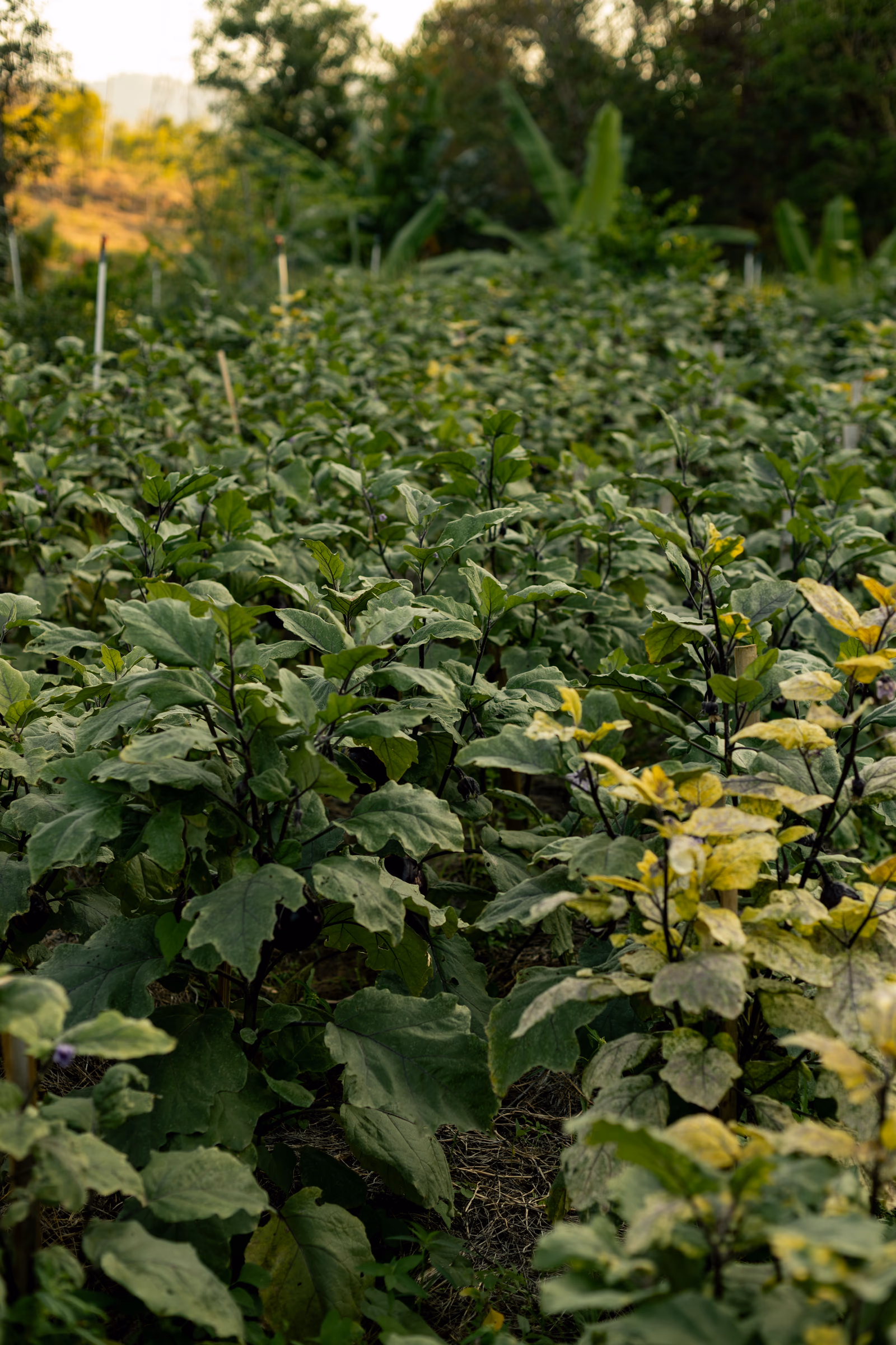 Rows of eggplants growing in the organic farm at golden hour