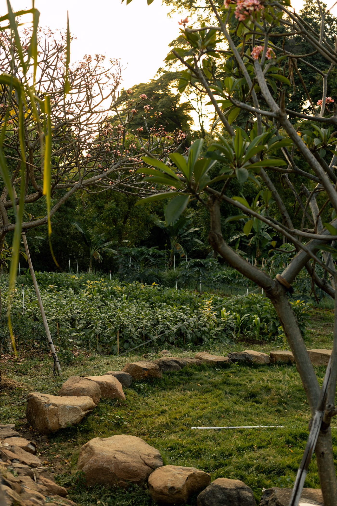 Garden path with frangipani trees and organic farm beds