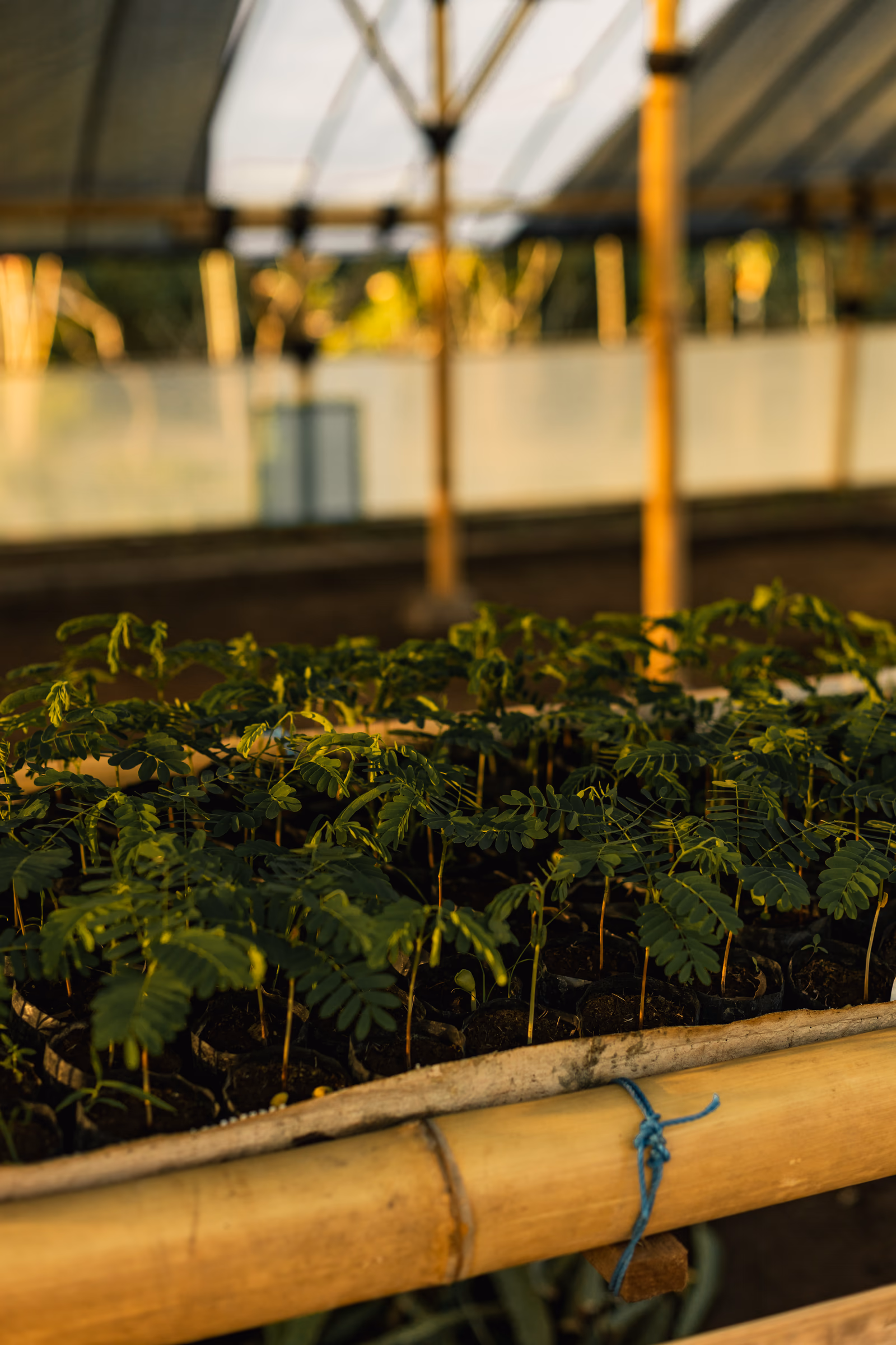 Young saplings growing in the organic farm nursery