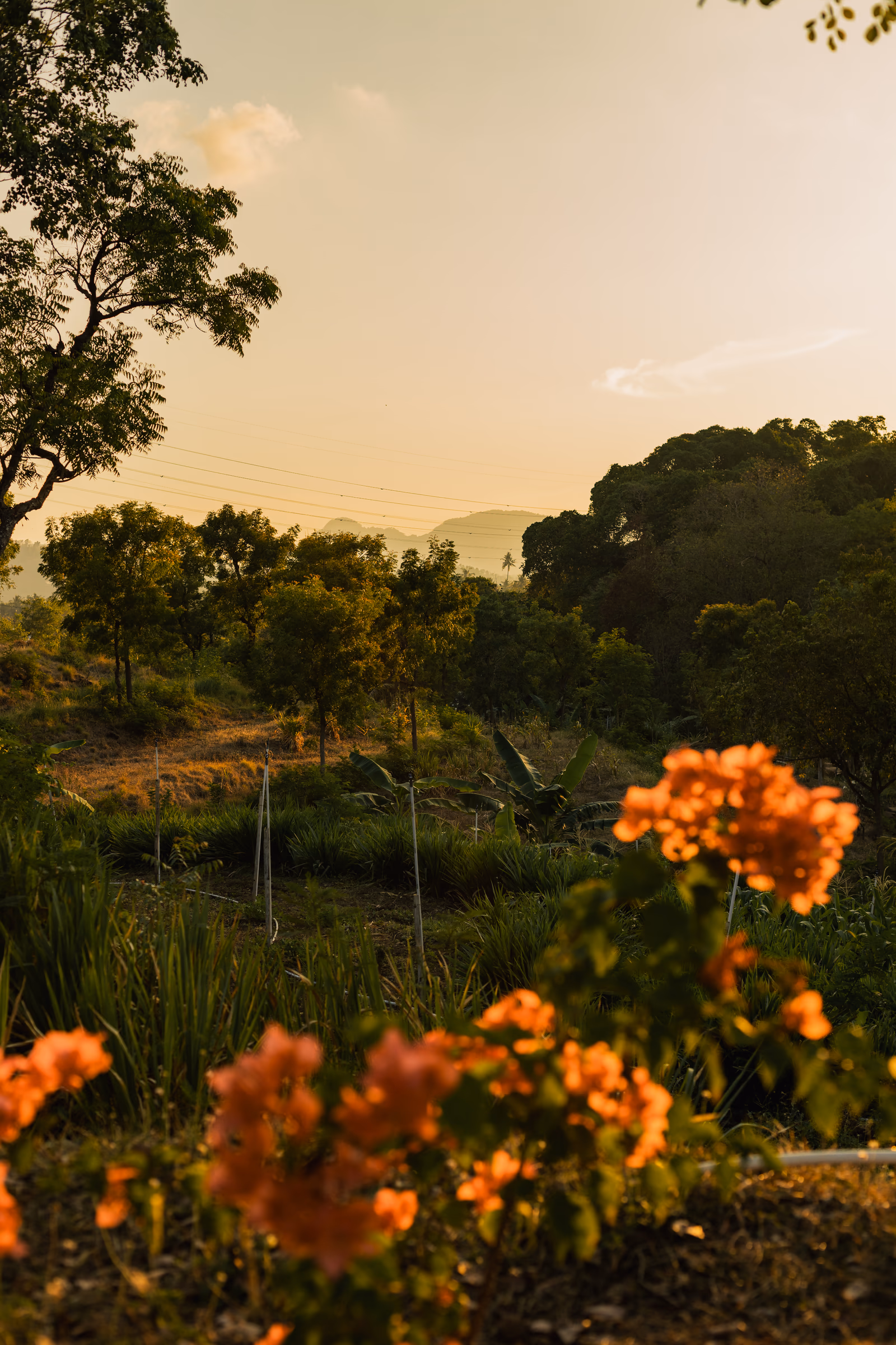 Orange flowers overlooking the organic farm hillside