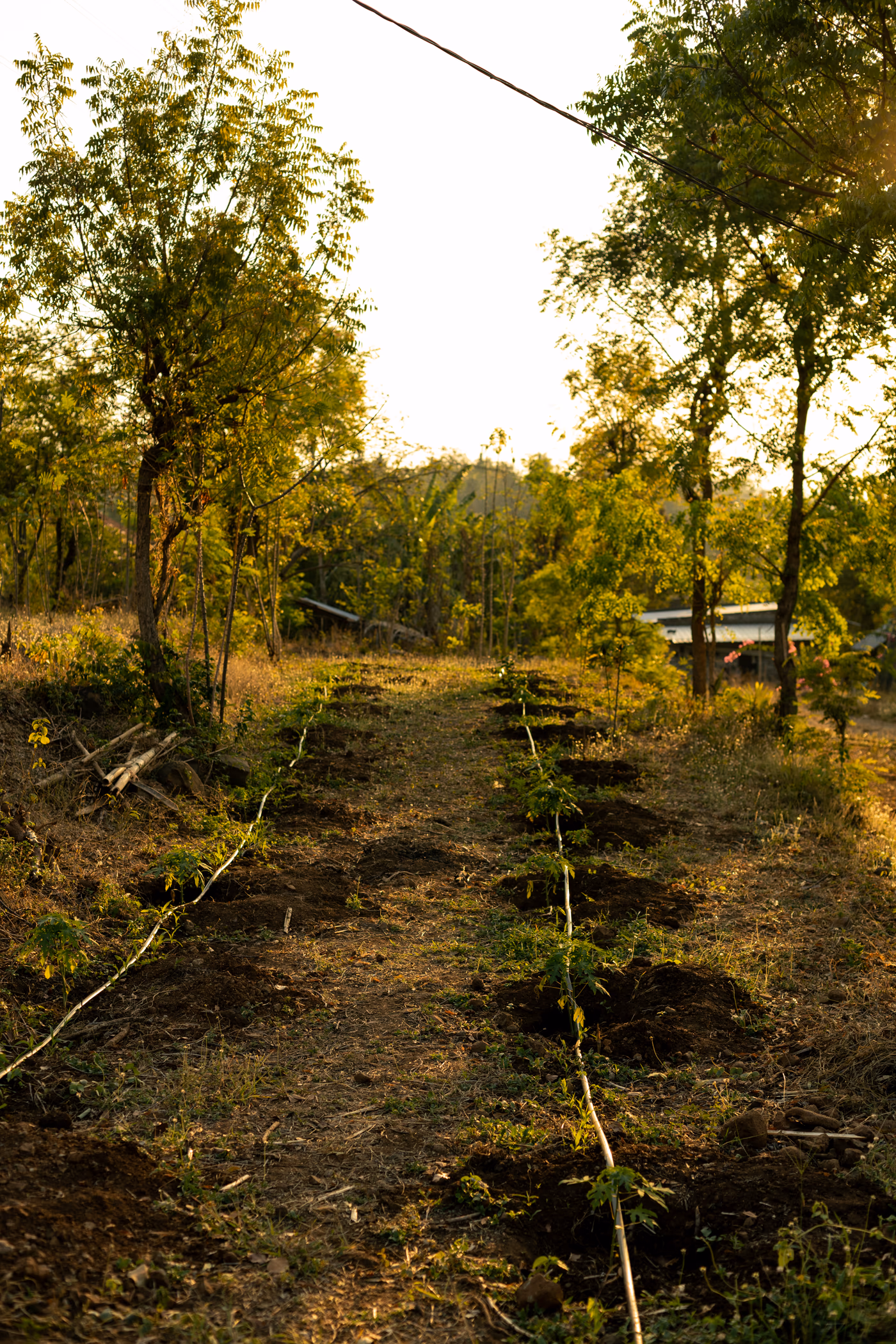 Young trees planted with irrigation lines in the organic farm
