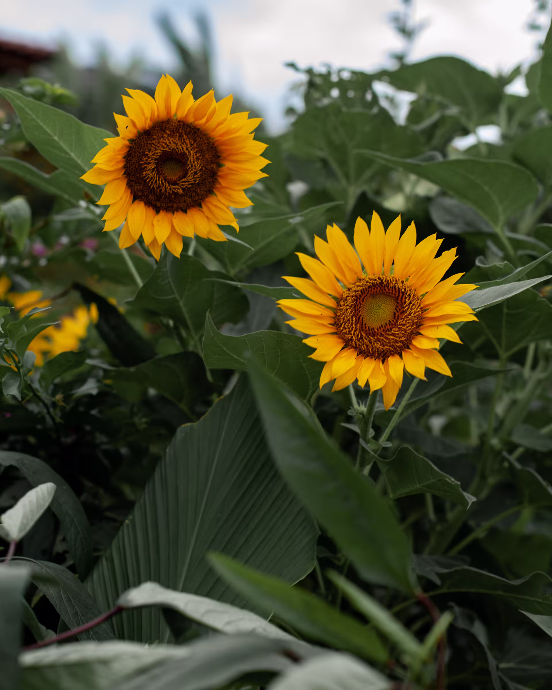 Sumberkima Hill luxury resort