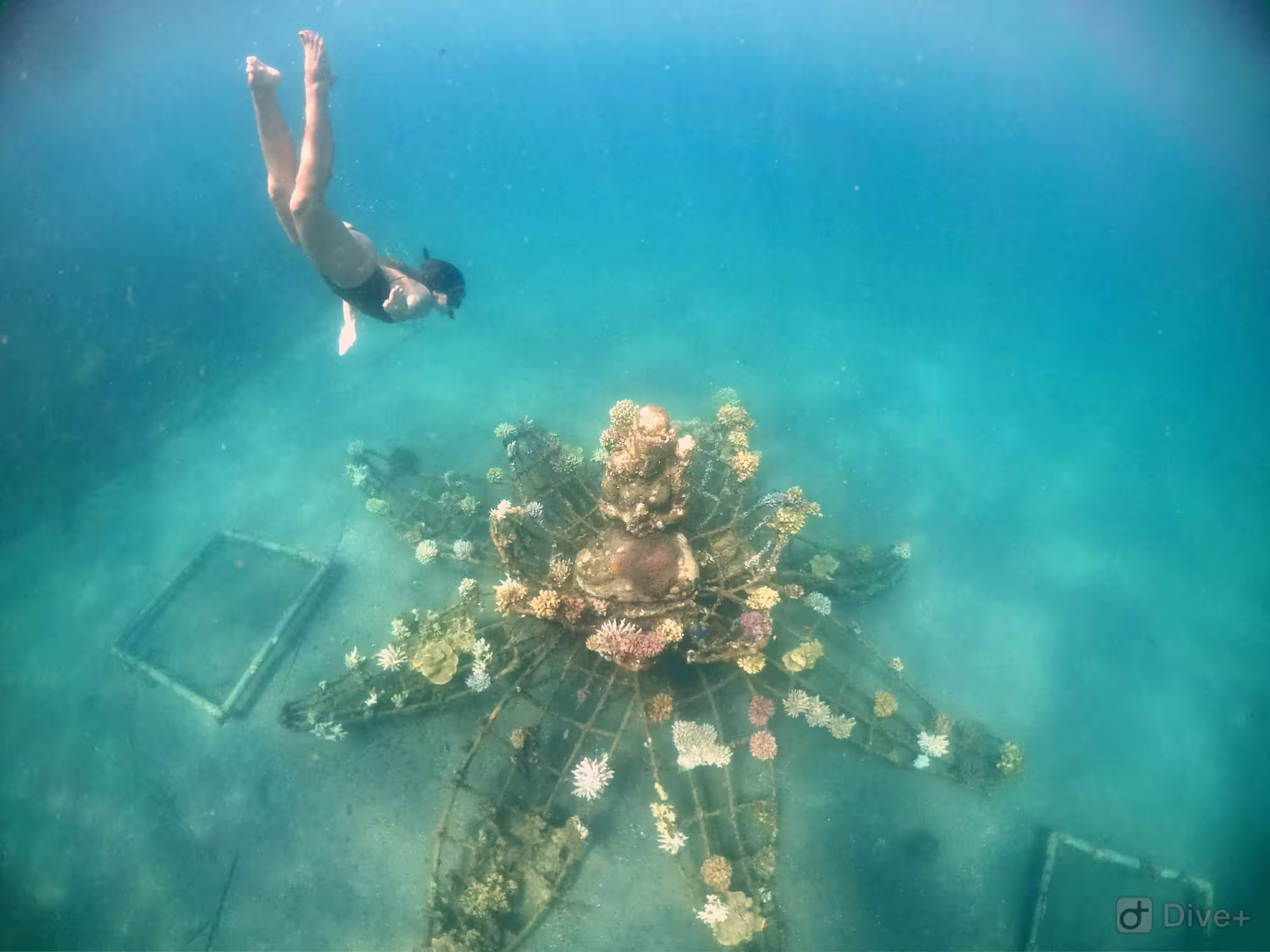Snorkeling at Pemuteran Bay