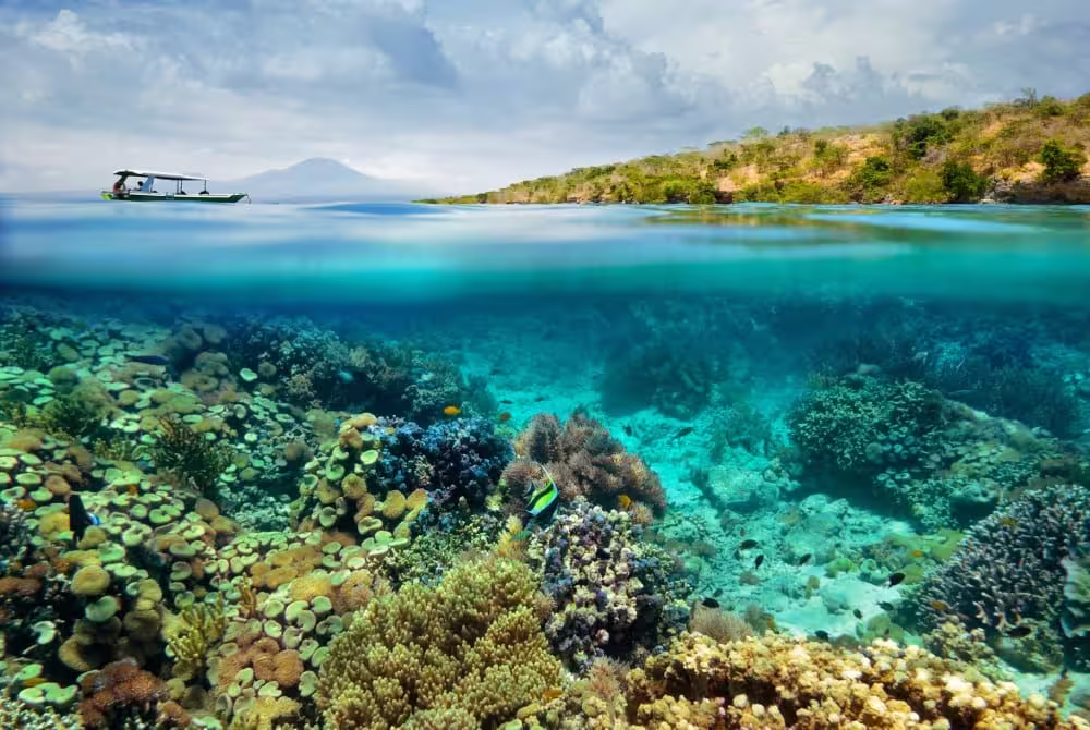 Snorkeling at Menjangan Island