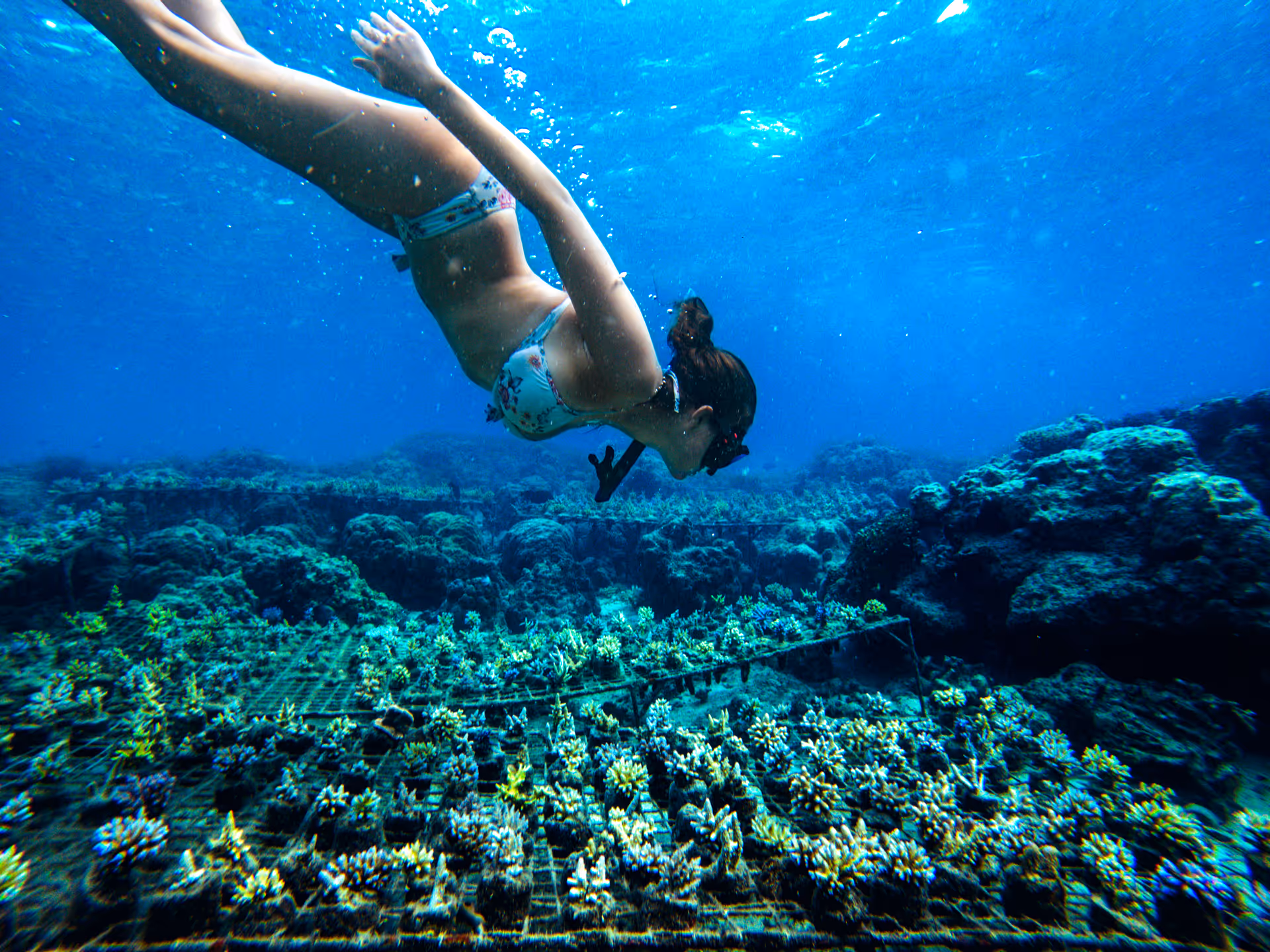 Snorkeling over coral nursery conservation project