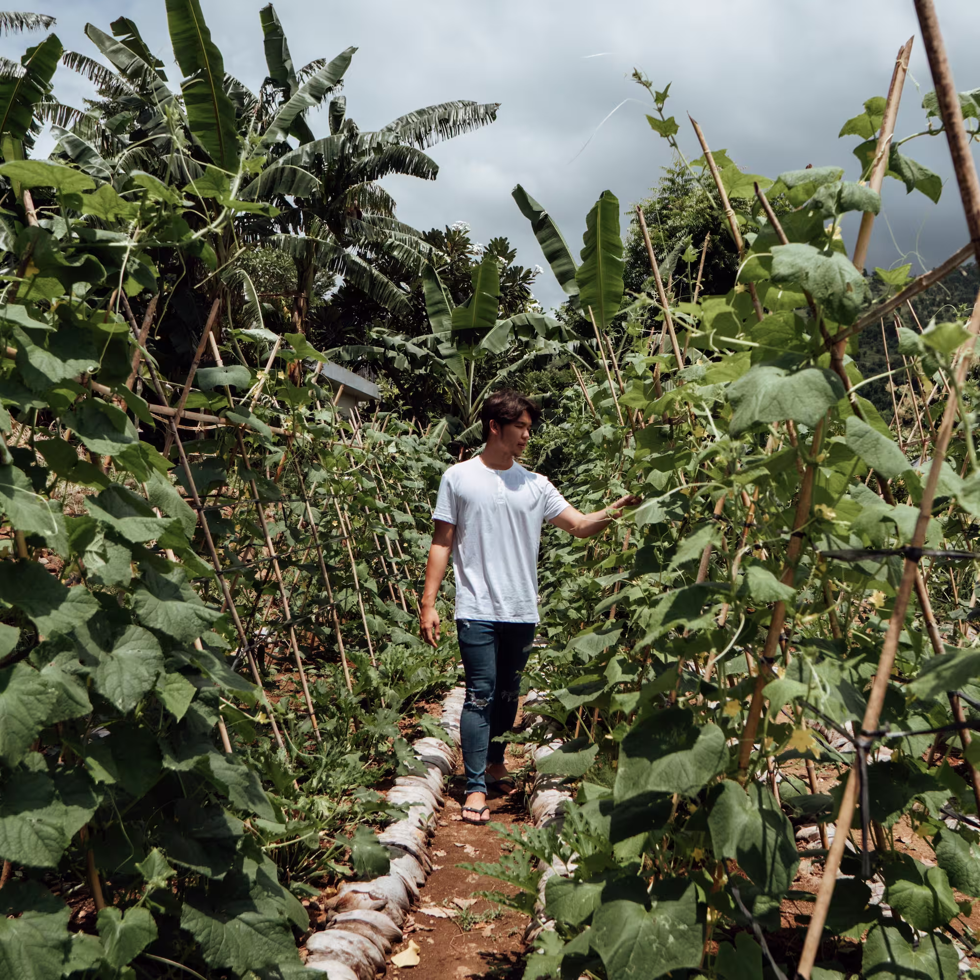 Fresh organic ingredients from Sumberkima Hill farm